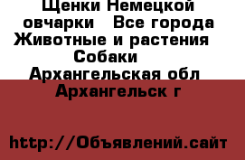 Щенки Немецкой овчарки - Все города Животные и растения » Собаки   . Архангельская обл.,Архангельск г.